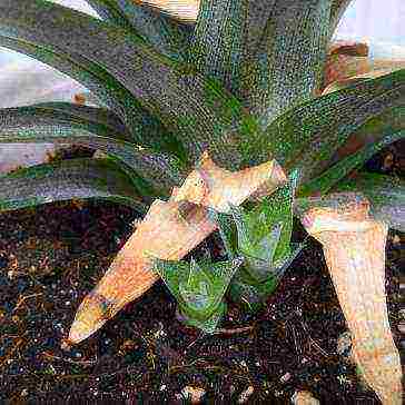 grow pineapple at home