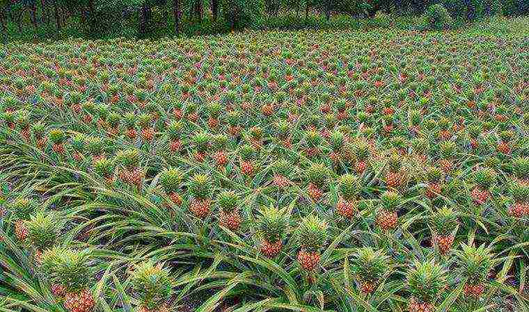 grow pineapple at home