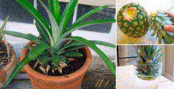 grow pineapple at home