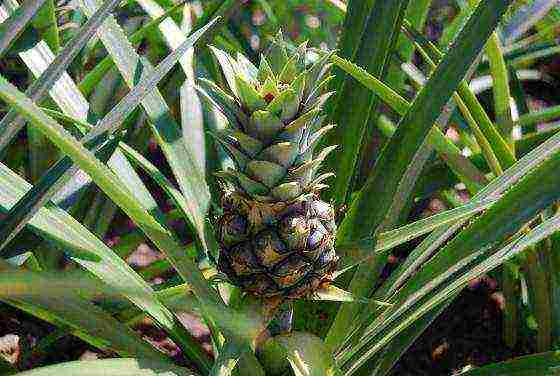 grow pineapple at home