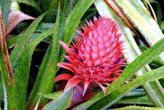 grow pineapple at home