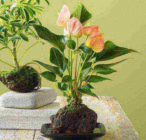 we grow anthurium at home