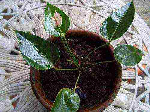 we grow anthurium at home