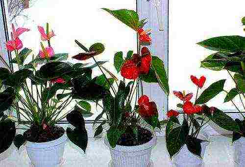 we grow anthurium at home