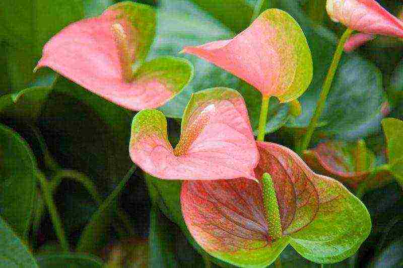 we grow anthurium at home