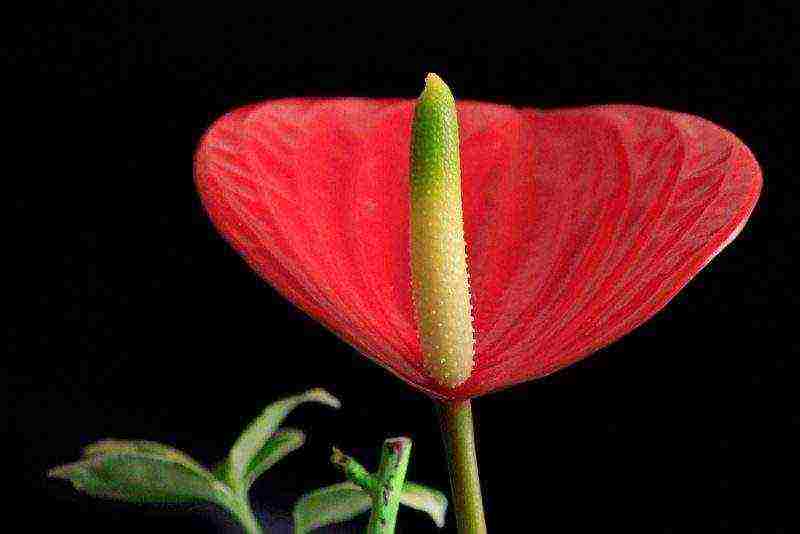 we grow anthurium at home