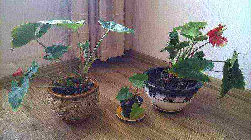 we grow anthurium at home