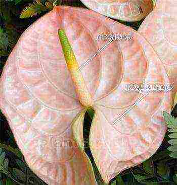 we grow anthurium at home