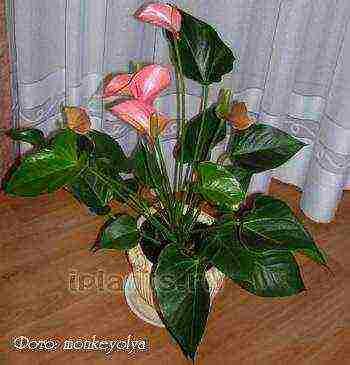 we grow anthurium at home