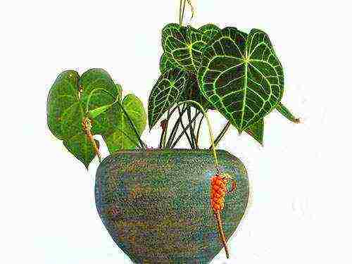 we grow anthurium at home