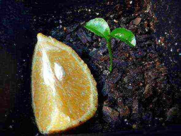 we grow an orange from a stone at home