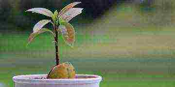 grow avocados at home