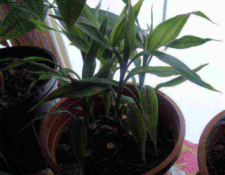 we grow bamboo at home