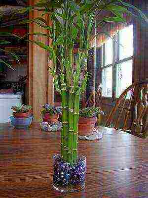 we grow bamboo at home