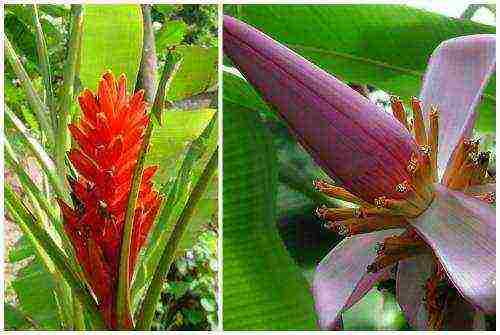 nagtatanim kami ng saging sa bahay