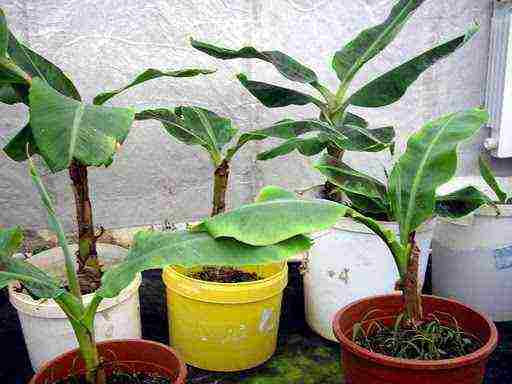 nagtatanim kami ng saging sa bahay