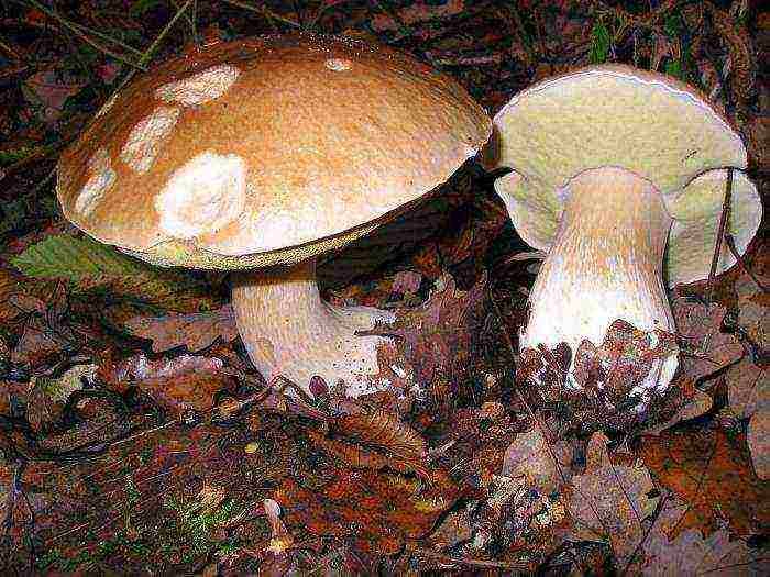 we grow a white mushroom at home