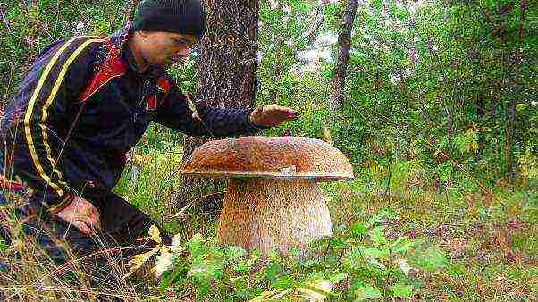 we grow a white mushroom at home