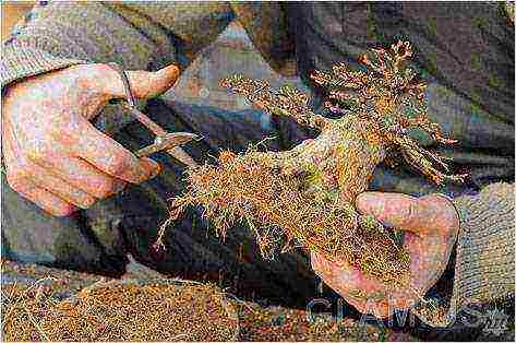 we grow bonsai at home