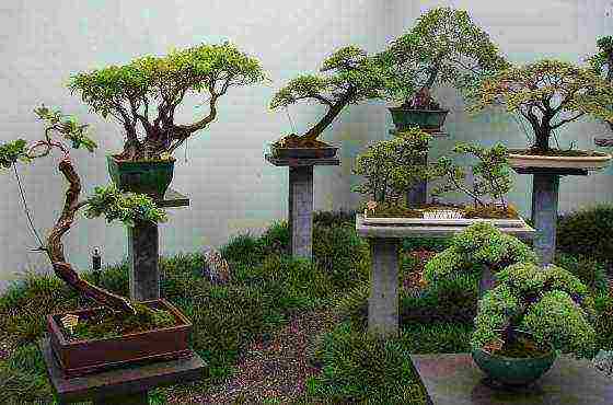 we grow bonsai at home