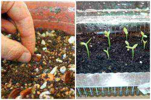 we grow bonsai at home