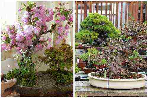 we grow bonsai at home