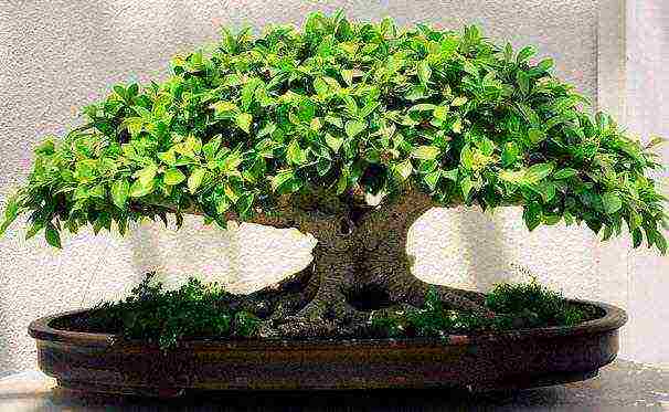 we grow bonsai at home