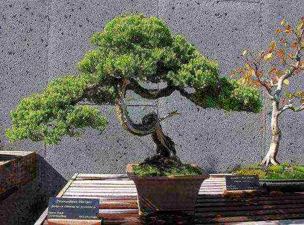 we grow bonsai at home