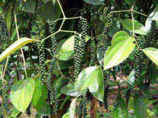 we grow black pepper at home