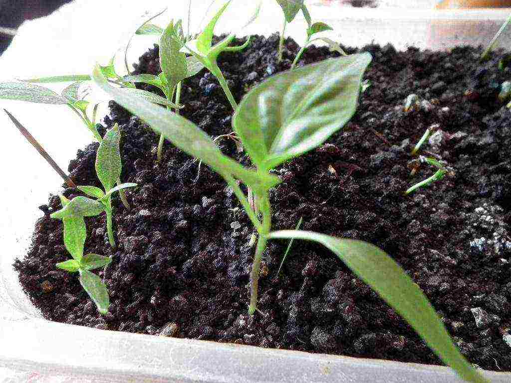 we grow black pepper at home