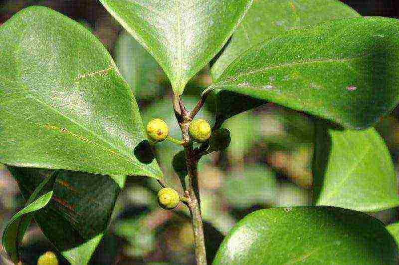 we grow ficus at home