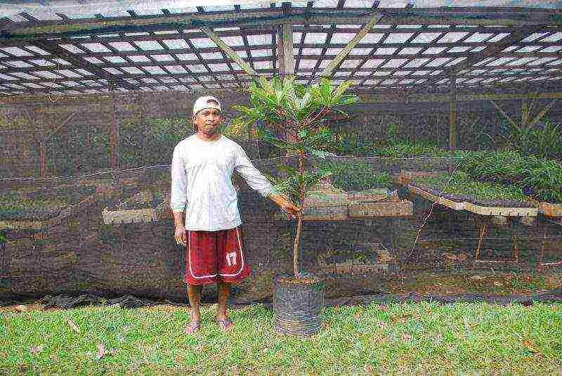 lumalaki kami ng ficus sa bahay