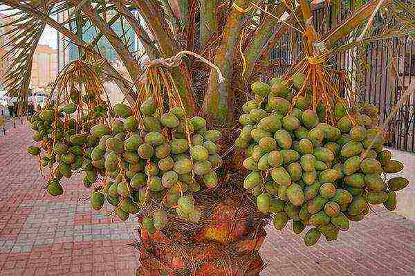 we grow dates from stone at home