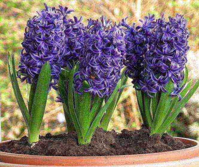 we grow hyacinths at home