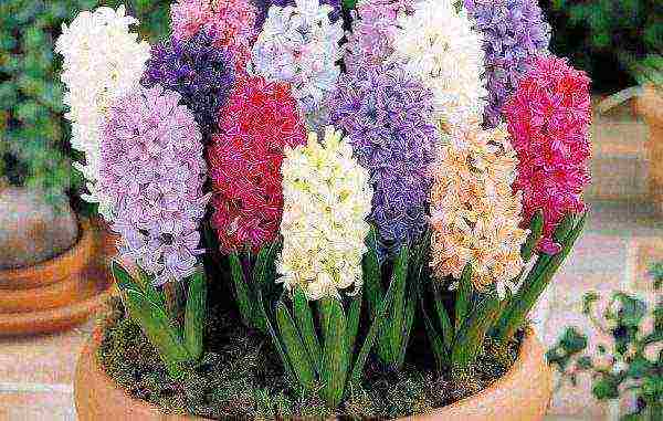 we grow hyacinths at home