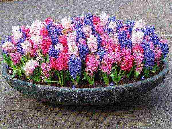 we grow hyacinths at home