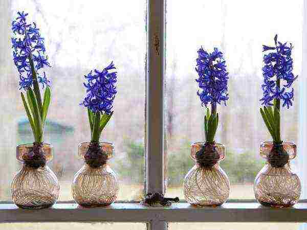 we grow hyacinths at home