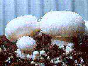 we grow mushrooms at home step by step
