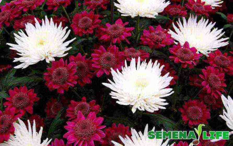 we grow chrysanthemums from seeds at home