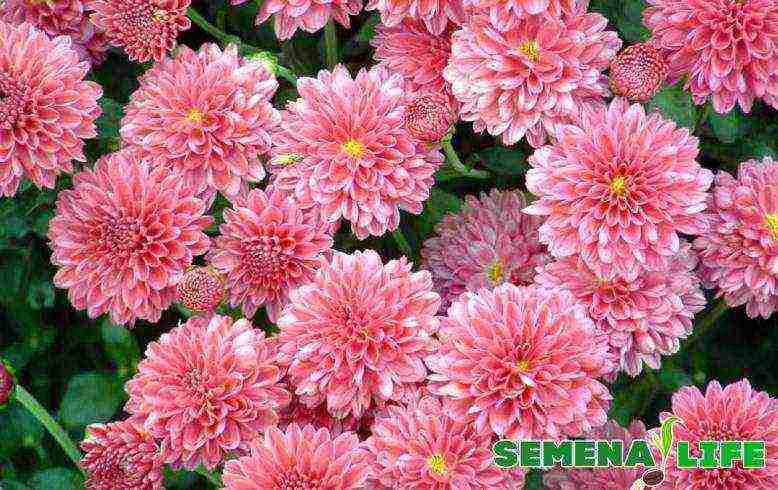 we grow chrysanthemums from seeds at home