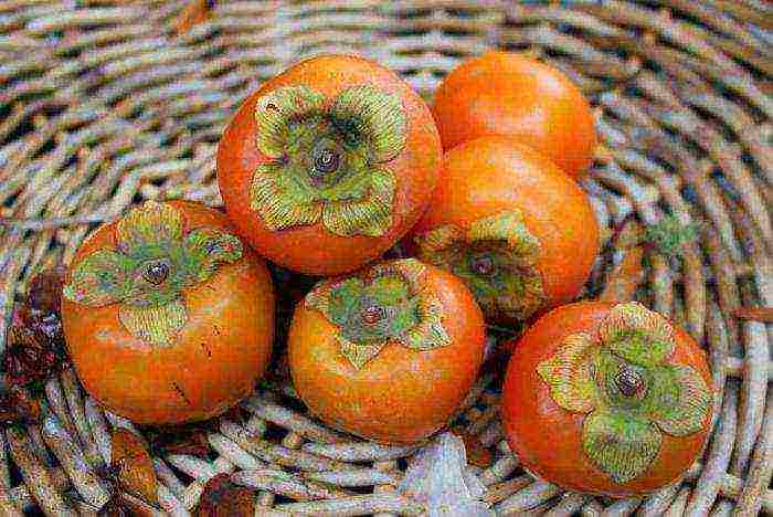 we grow persimmon from the stone at home