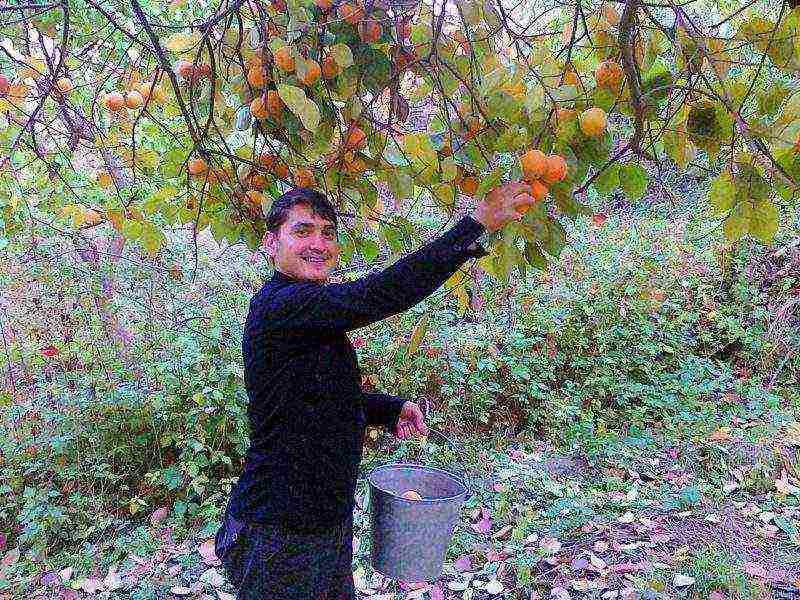 we grow persimmon from the stone at home