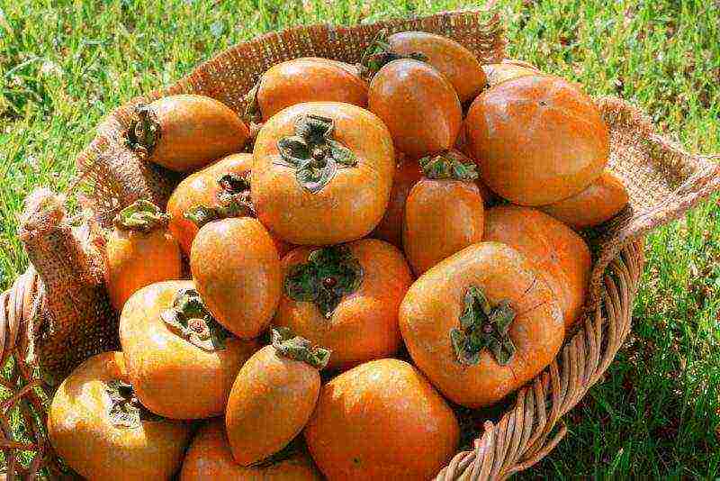 we grow persimmon from the stone at home