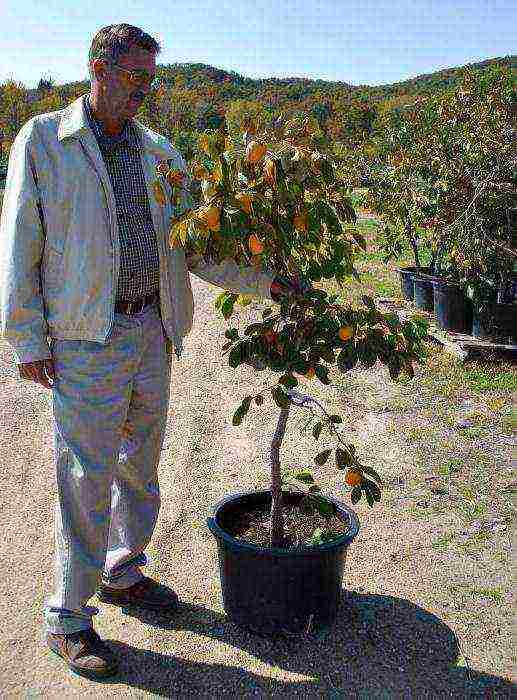 we grow persimmon from the stone at home