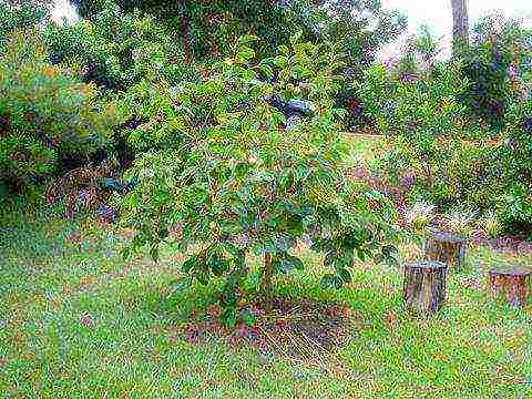 we grow persimmon from the stone at home