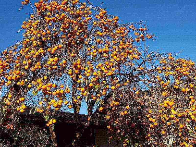 we grow persimmon from the stone at home