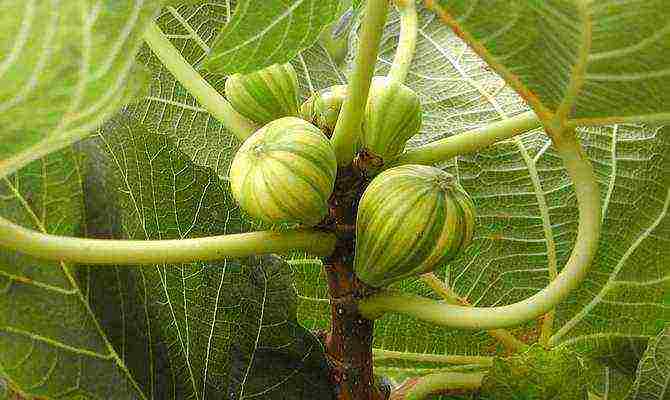 we grow figs at home