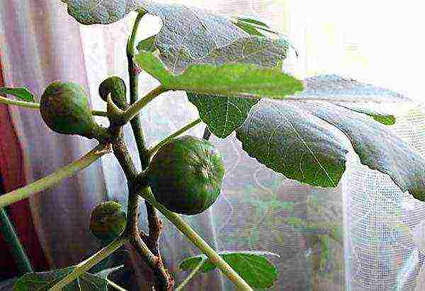 we grow figs at home