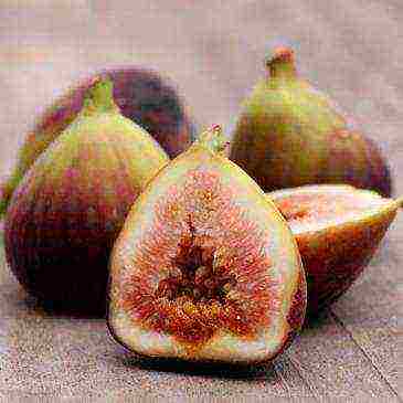 we grow figs at home