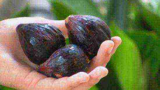 we grow figs at home